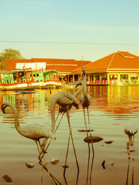 Birds in calm water