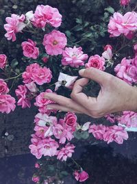 Close-up of pink flowers