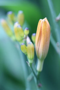 Close-up of flower buds