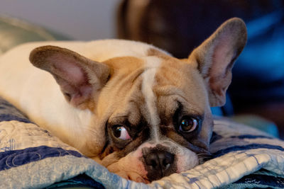 Close-up portrait of a dog