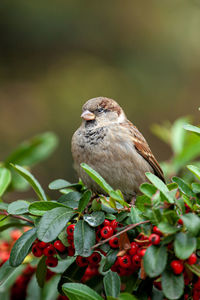 Close-up of bird perching on plant