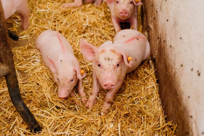 High angle view of animal on hay