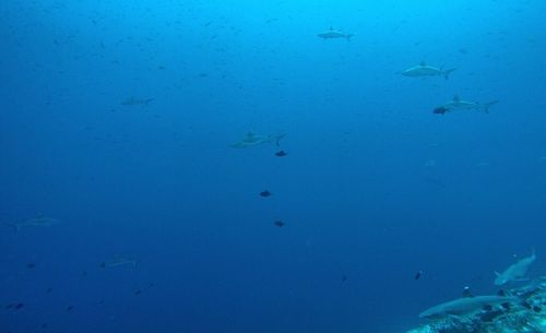 Underwater shot of grey reef sharks swimming