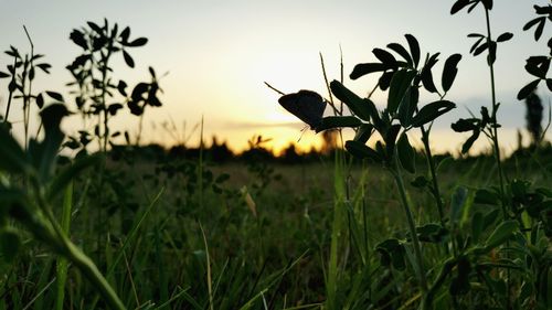 Close-up of plants growing on field