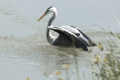 View of a duck swimming in lake