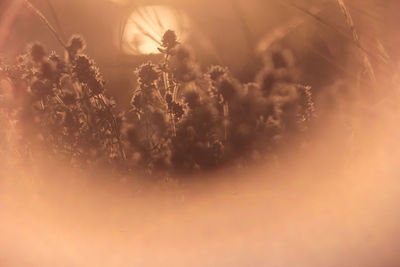 Close-up of crops on field against sky at sunset