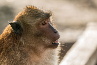 Close-up of long-tailed macaque in zoo