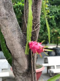 Close-up of pink flower on tree trunk