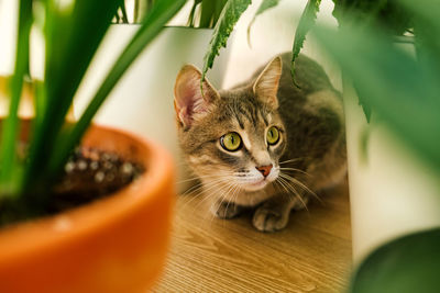 Portrait of tabby cat