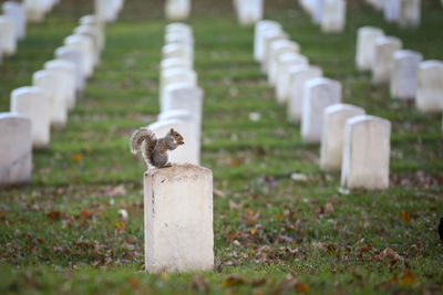 White image of a stone in cemetery