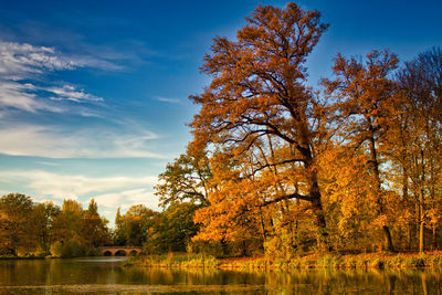 Trees by lake against sky during autumn