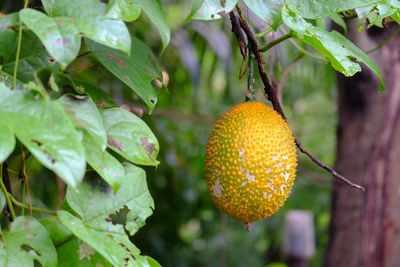 Gac fruit is a thai fruit that has medicinal properties.