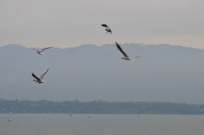 Seagull flying over sea