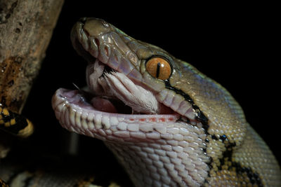 Close-up of lizard