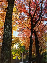 Low angle view of autumnal trees