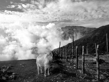 Cow grazing on landscape against cloudy sky
