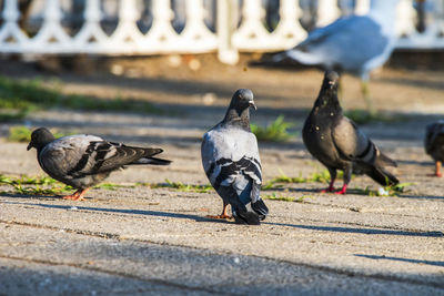 Close-up of pigeons on street