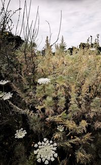 Plants growing on landscape against sky