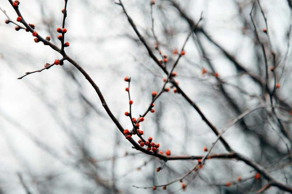 CLOSE-UP OF BARE TREE BRANCH DURING WINTER
