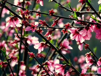 Close-up of pink cherry blossom tree