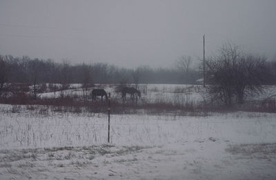 Bare trees on field against clear sky during winter