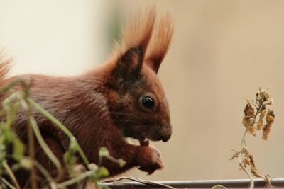 Close-up of squirrel