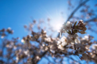 Close-up of cherry blossoms against sky