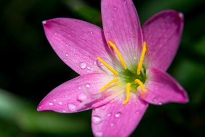 Close-up of wet pink flower