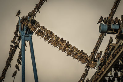 Low angle view of crane against clear sky