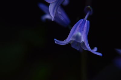 Close-up of flowers against blue sky