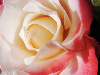 Close-up of rose