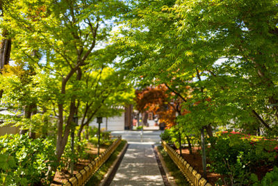 Footpath amidst trees