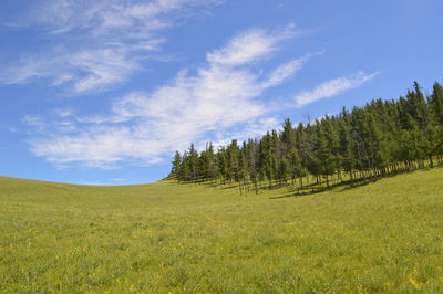 Trees growing on field against sky