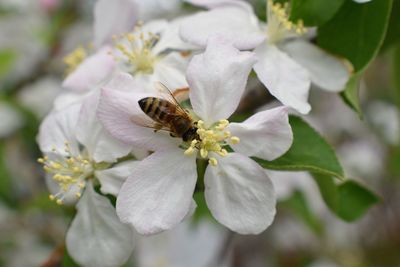 Honey bee macro in springtime, white apple blossom flowers close up, bee collects pollen and nectar