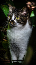 Close-up portrait of cat