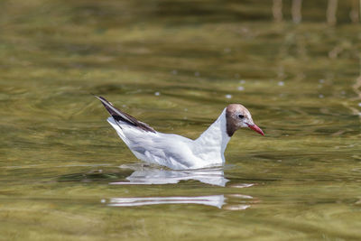 Side view of seagull swimming in lake