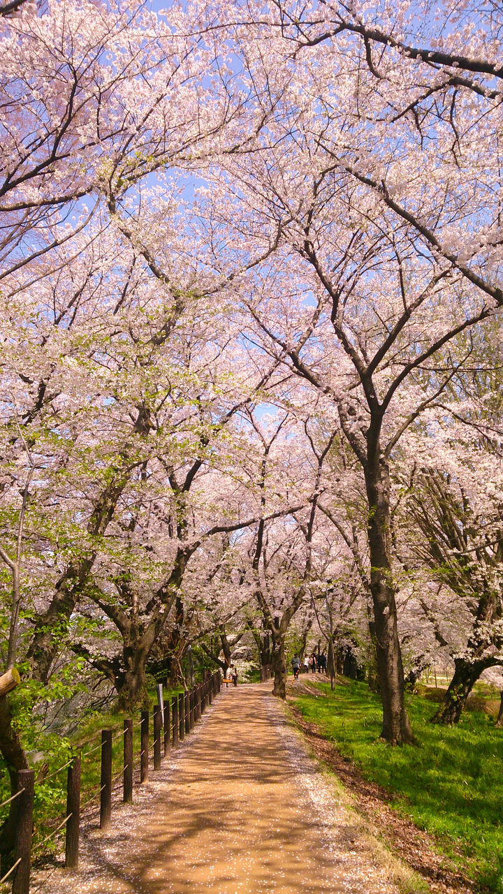 VIEW OF CHERRY BLOSSOM ALONG TREES