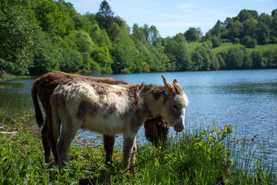 Donkeys at a lake