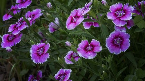 Close-up of purple flowering plants