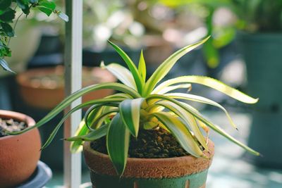 Close-up of potted plant