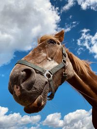 Low angle view of animal against sky