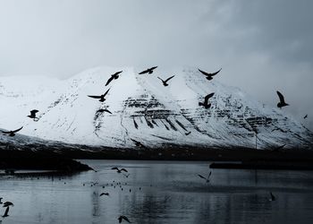 Birds flying over lake against sky during winter