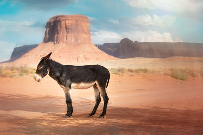 Horse standing on a land