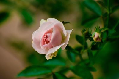 Close-up of pink rose