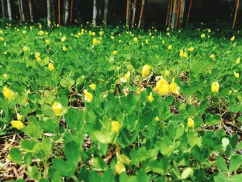 Close-up of fruits growing on field