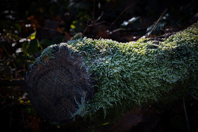 nature