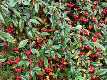 Full frame shot of plants