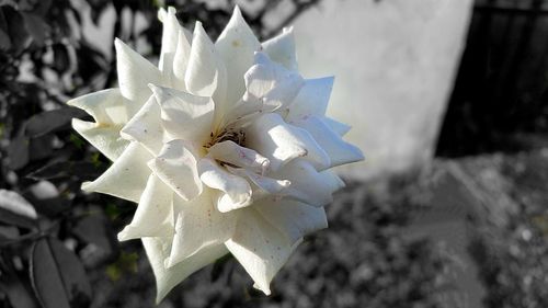 Close-up of flower blooming outdoors