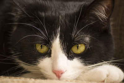 Close-up portrait of a cat