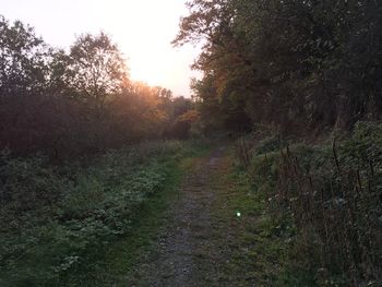 View of trees in forest